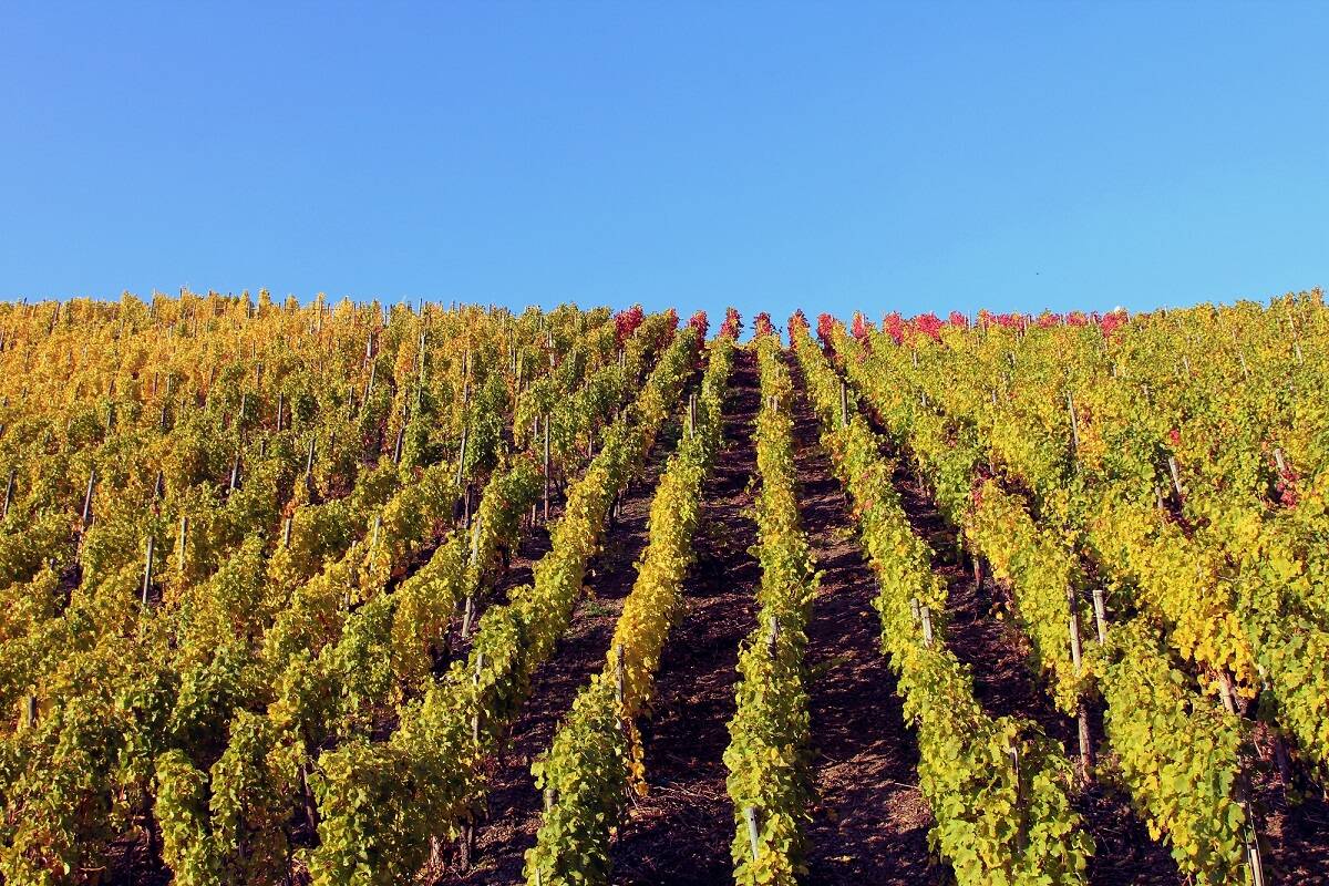 Boppard Hamm Weinberge