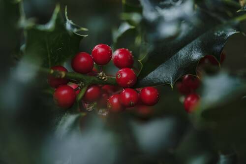 holly, nature, ilex, red berries, berry, fruit, plant, christmas, advent